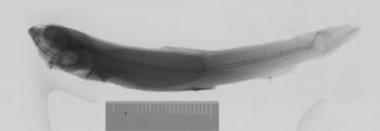 Media type: image;   Ichthyology 159263 Aspect: xray